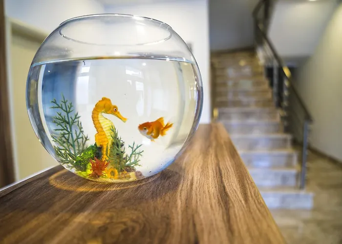 Kapetanovina 3* Μόσταρ